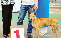 Những chú cẩu khoe tài