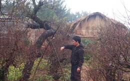 Đào không sợ rét, chỉ lo dân ít tiền