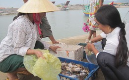 Phụ nữ vùng biển “bám bờ” mưu sinh