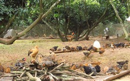 Người Yên Thế nuôi gà gì?