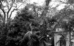 Hà Nội kết luận vụ bán gỗ sưa hơn 20 tỷ