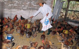 Khuyến mại thực phẩm kiểu… ăn gian