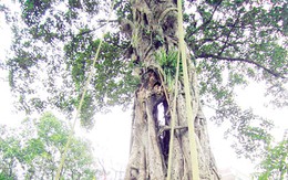 "Thần xà" gây hoang mang 