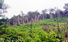 Rúng động Quảng Bình: Dùng thuốc diệt cỏ để dọn rừng