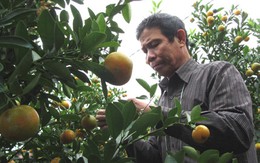 Làng quất Hội An căng tròn đón Tết