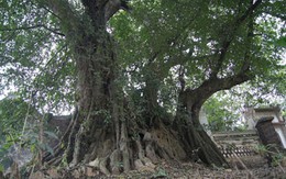 Hà Nội mất thêm 3 cây di sản 700 tuổi