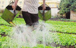 Hãi hùng rau “kích phọt”