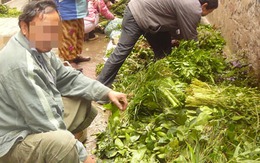“Bà lang không tên tuổi” sống khỏe nhờ dịch sởi