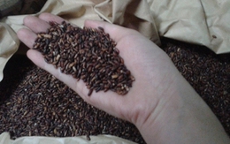 Gạo “siêu” tác dụng có chữa được ung thư?