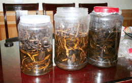 Rượu ngâm thuốc có nên uống hàng ngày?