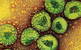 Virus corona MERS CoV có thể lây từ người sang người