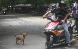 Những cái chết không đáng có từ… chó
