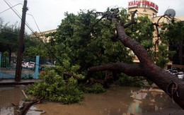 Cái cây tiêu biểu
