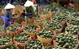 Rơi tự do