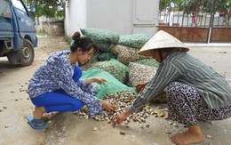 Dân bán nhà vì ngao