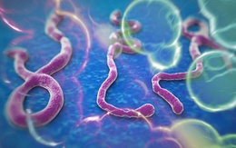 Điều trị Ebola sẽ không mất phí