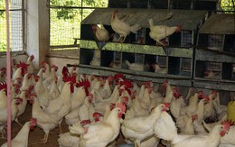 Gà tăng giá đột biến vì khan hàng