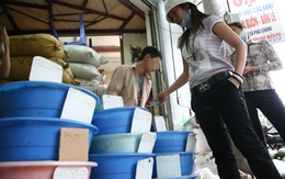 Cảnh giác với gạo có mùi thơm