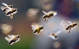 Một người chết vì bị ong đốt 