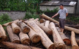 Về “thủ phủ vàng” nghe chuyện xử lâm tặc