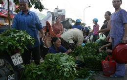 Vin vào bão, “thổi “ giá rau xanh