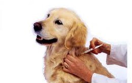 10 phút lại có một người chết vì bệnh dại