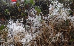 Rét đậm sẽ kéo dài đến gần Tết Nguyên đán