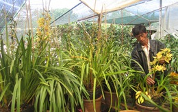 Chi hàng chục triệu đồng mua địa lan chơi tết