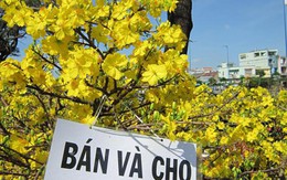 60 triệu đồng thuê mai chơi Tết