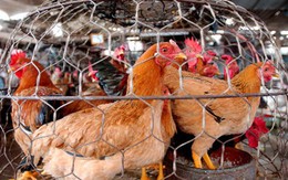 Gà lậu "đi" bằng đường biển