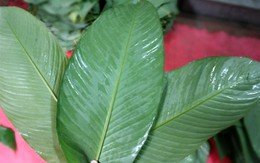 Bí quyết để bánh chưng có màu xanh