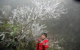 Giữa tuần, miền Bắc tiếp tục rét đậm, hại