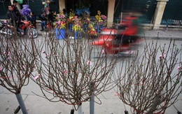 Hà Nội: Tết đã về 'lác đác' 