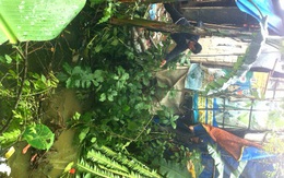 Giúp cha lợp mái nhà sau bão, bé 14 tuổi bị ngã chết