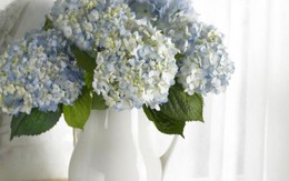 5 cách cắm hoa cẩm tú cầu tuyệt đẹp, sáng tạo