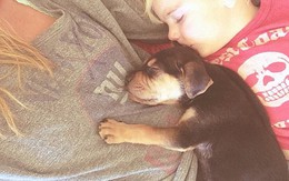 Chùm ảnh siêu dễ thương khi bé ngủ cùng cún con