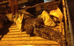 Cá sấu giãy giụa trên đường phố trung tâm Sài Gòn