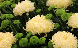 10 loại cây cảnh giải độc khí trong nhà