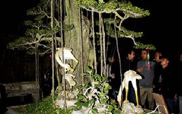 Cận cảnh cây sanh bạc tỷ của đại gia Hà Nội