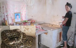 Thực hư chuyện người chết "nhập hồn" vào... trăn