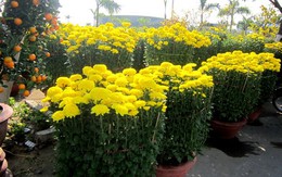 Chiều 29 Tết, chợ hoa “xả hàng”