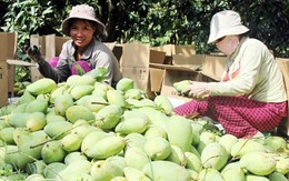 Dân khiếp hàng Tàu, hoa quả nội thắng vụ tết