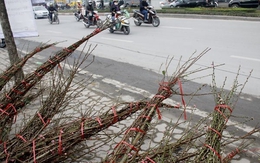 Đào rừng mất giá vì hết "mốt"