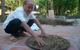 Bài thuốc chữa vô sinh nổi danh ở Ba Vì