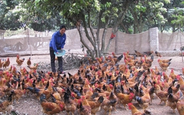 Người nuôi gà xúc động cảm ơn Phó Thủ tướng