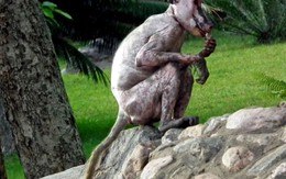 Kinh hãi loài khỉ trụi hết lông