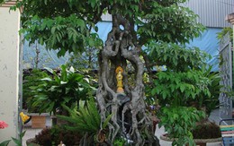 "Choáng" với cây khế trăm tuổi giá 350 triệu đồng
