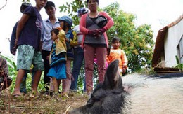 Đổ xô đi xem heo 4 nanh ở Khánh Hòa