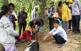 Bác tin đồn “heo biết khóc, biết lạy”