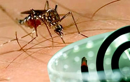 Bác sĩ hướng dẫn cách loại bỏ muỗi kháng thuốc đơn giản bằng hương